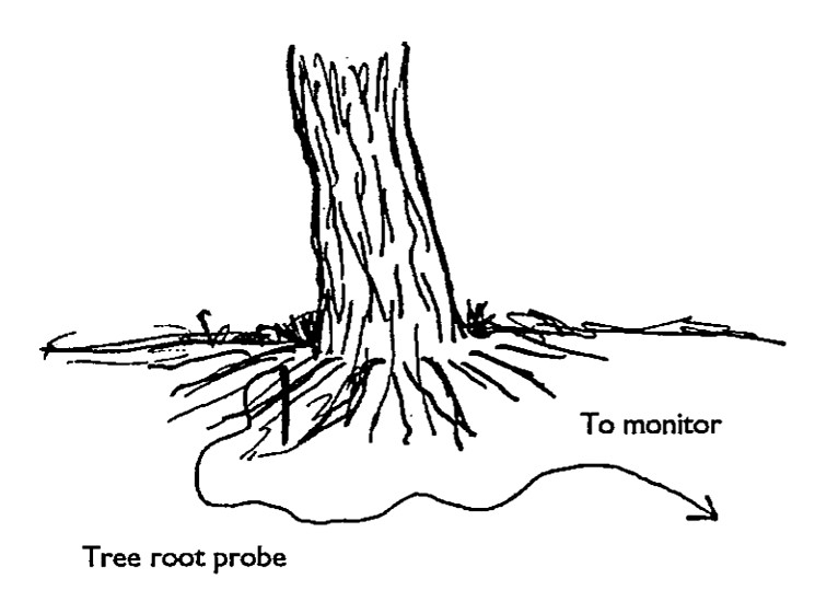 Tree root probe